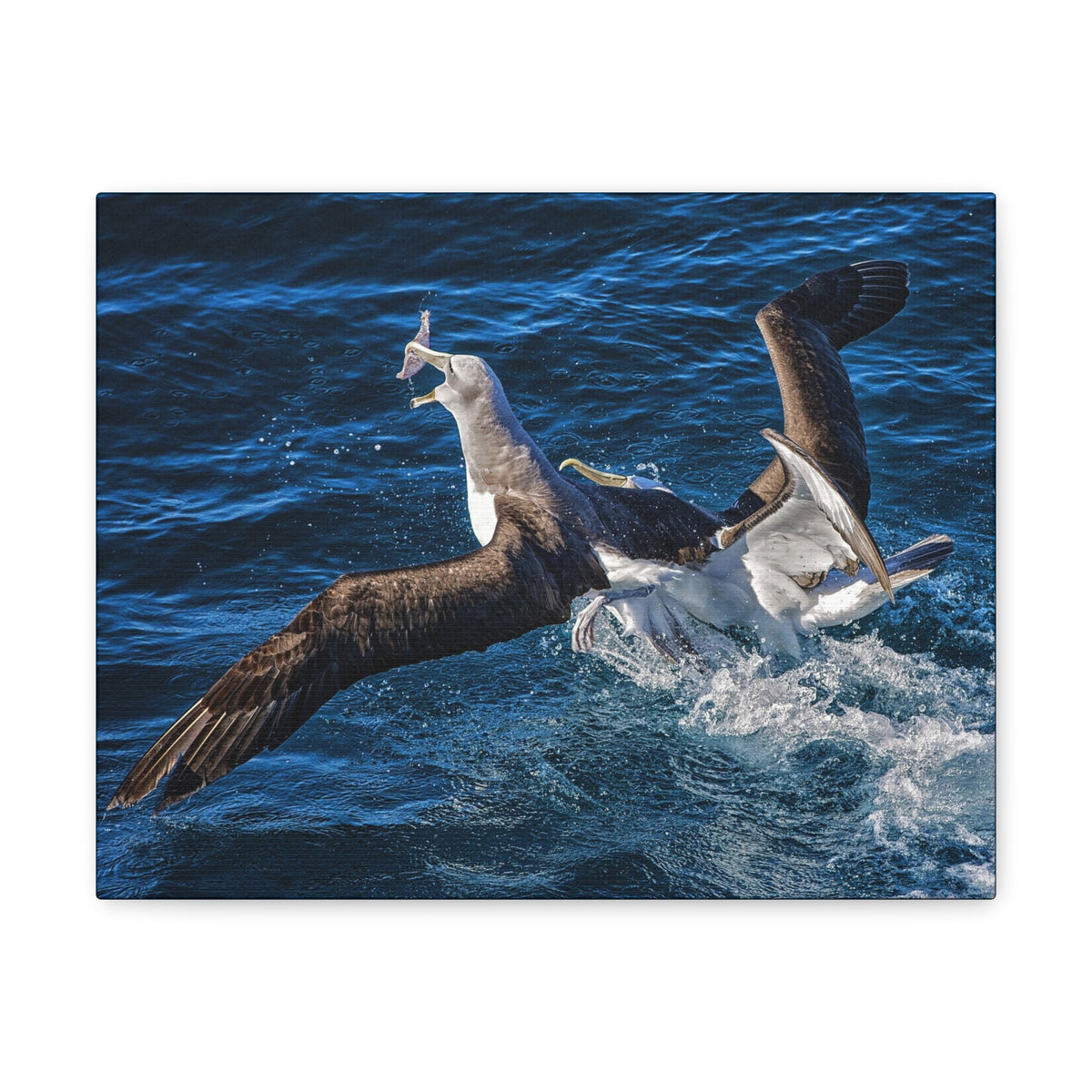Two Albatross Fighting Over Food Canvas Gallery Wraps Unframed-Express Your Love Gifts