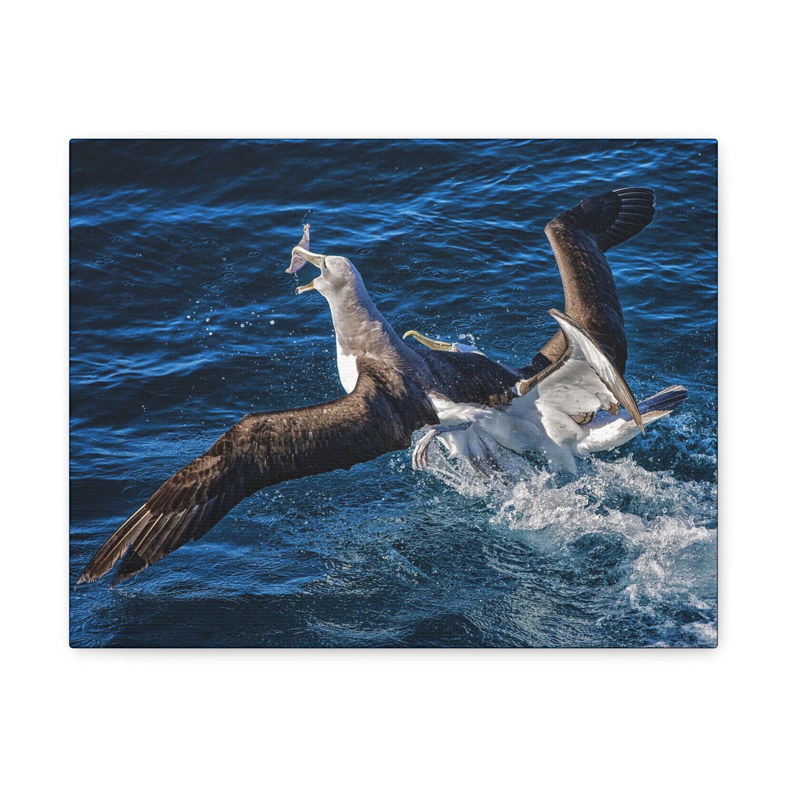 Two Albatross Fighting Over Food Canvas Gallery Wraps Unframed-Express Your Love Gifts