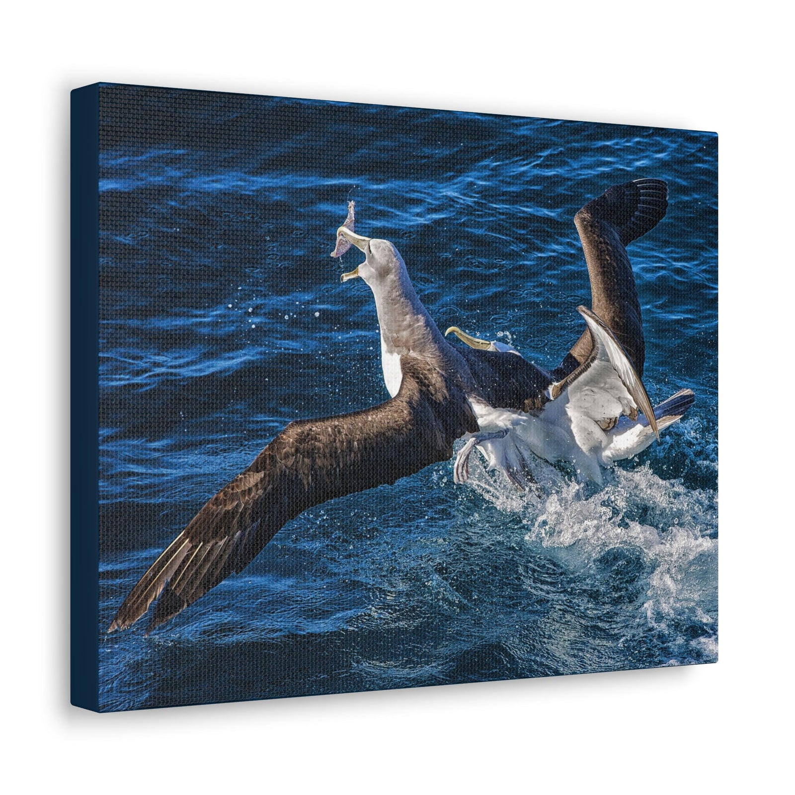 Two Albatross Fighting Over Food Canvas Gallery Wraps Unframed-Express Your Love Gifts