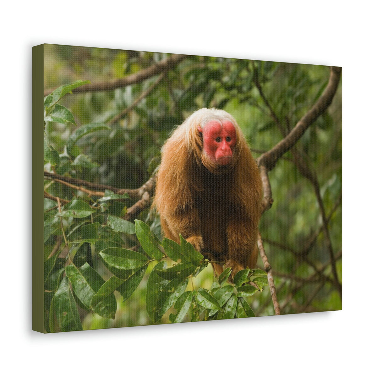 Scripture Walls Uakari Hunting Uakari on Hunt Print Animal Wall Art Wildlife Canvas Prints Wall Art Ready to Hang Unframed-Express Your Love Gifts