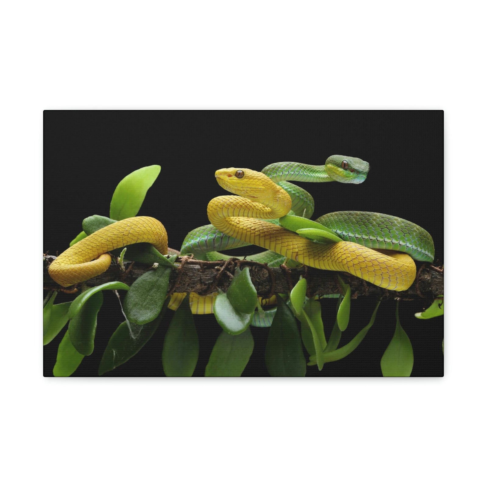 Scripture Walls Viper Couple Viper Couple Print Animal Wall Art Wildlife Canvas Prints Wall Art Ready to Hang Unframed-Express Your Love Gifts