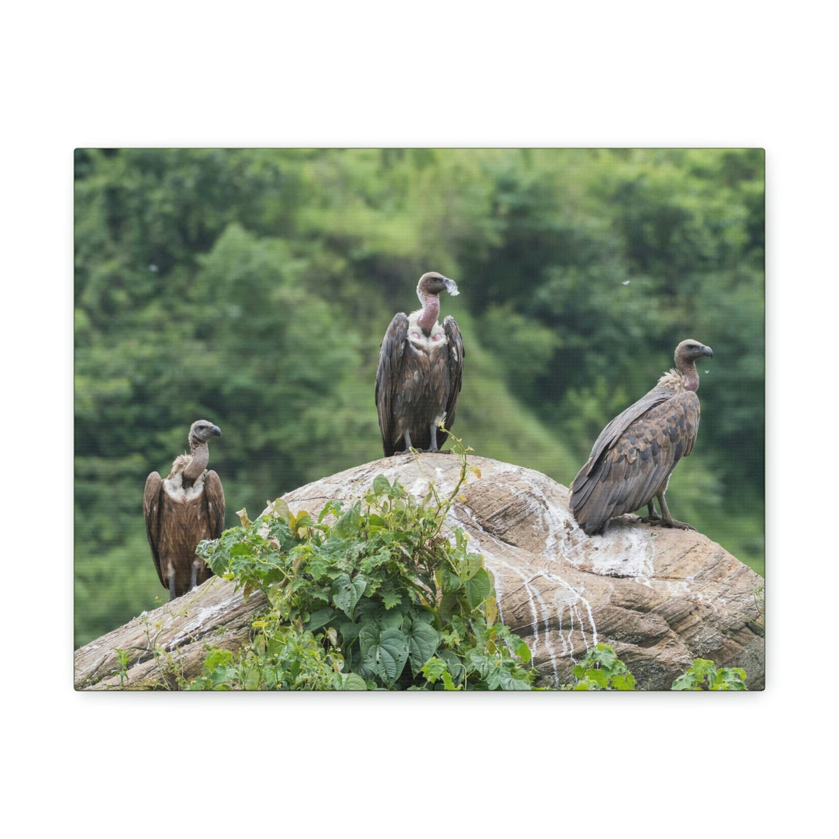 Scripture Walls Vulture Group Vulture Troop Print Animal Wall Art Wildlife Canvas Prints Wall Art Ready to Hang Unframed-Express Your Love Gifts