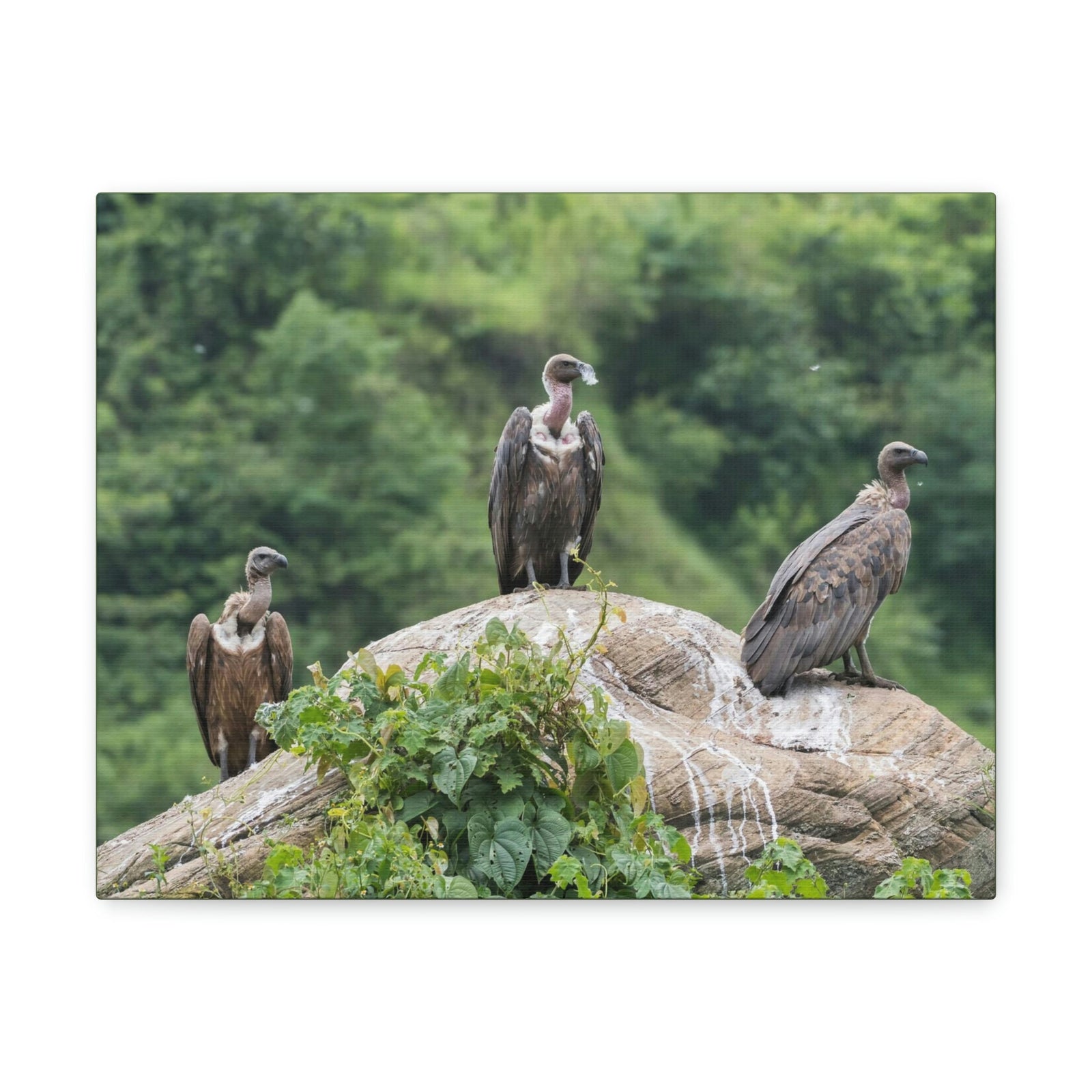 Scripture Walls Vulture Group Vulture Troop Print Animal Wall Art Wildlife Canvas Prints Wall Art Ready to Hang Unframed-Express Your Love Gifts