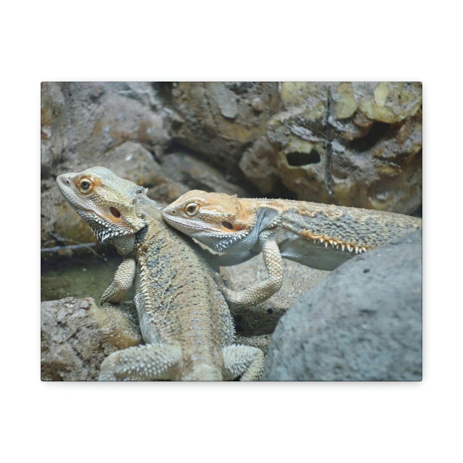 Scripture Walls Water Dragon Couple Water Dragon Couple Print Animal Wall Art Wildlife Canvas Prints Wall Art Ready to Hang Unframed-Express Your Love Gifts