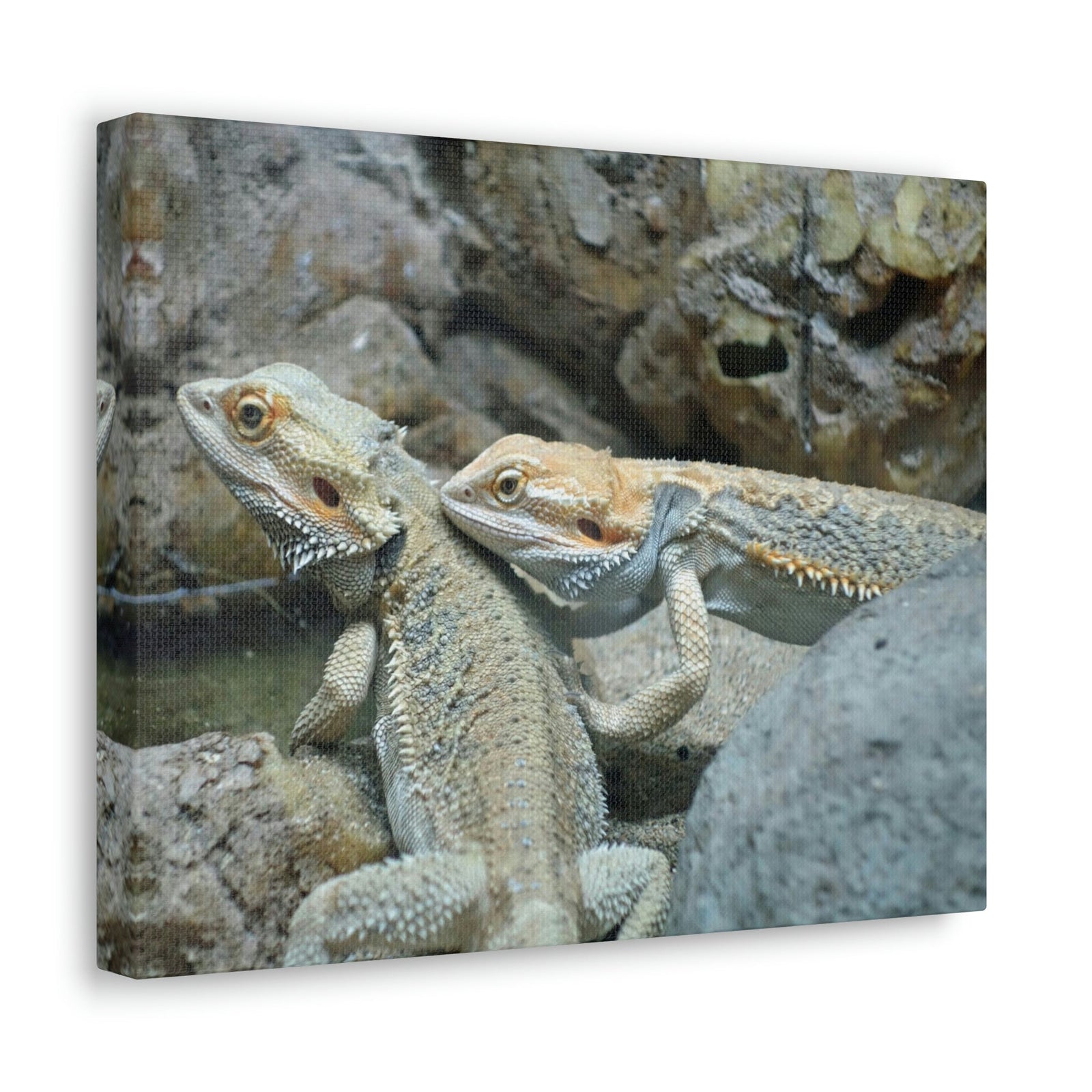 Scripture Walls Water Dragon Couple Water Dragon Couple Print Animal Wall Art Wildlife Canvas Prints Wall Art Ready to Hang Unframed-Express Your Love Gifts