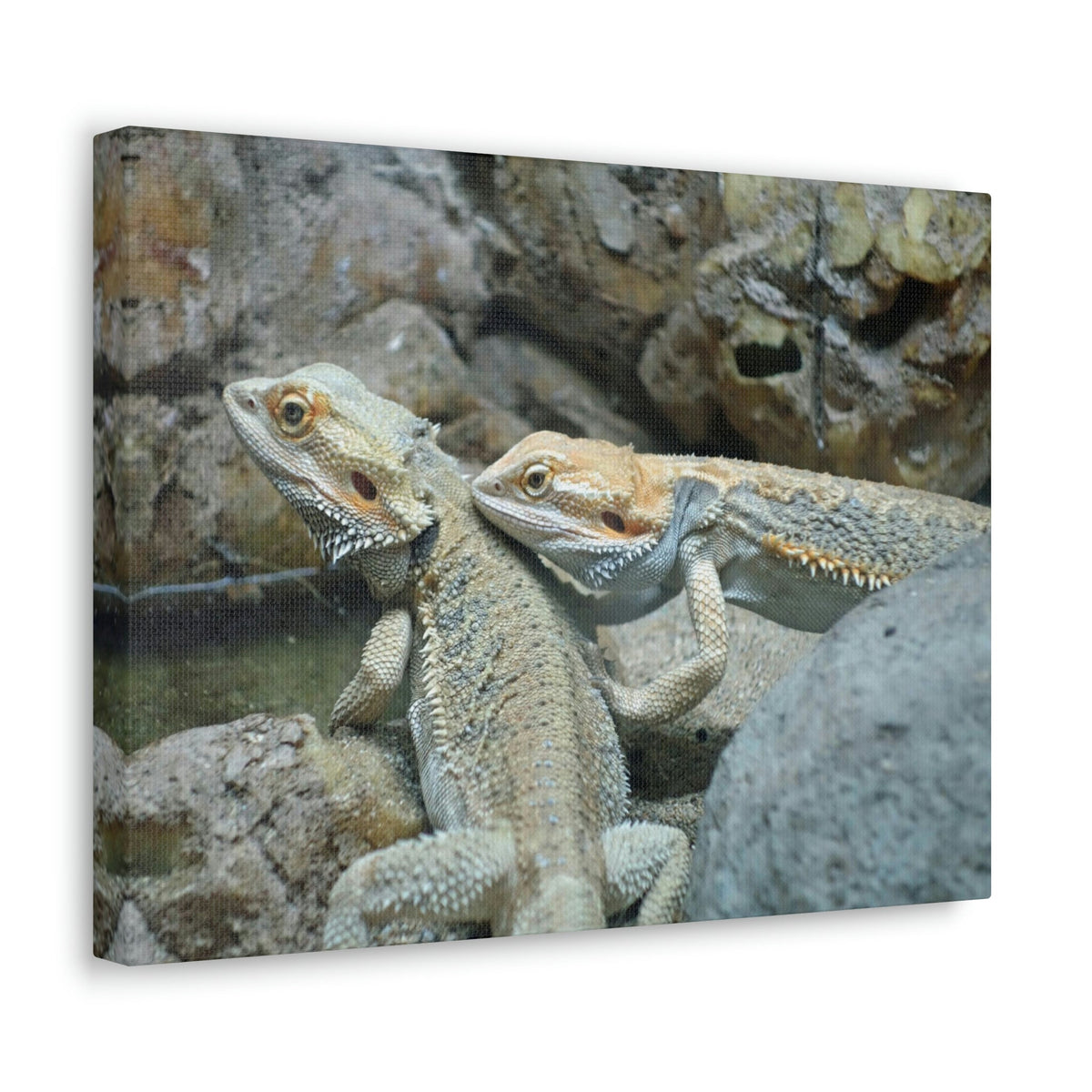 Scripture Walls Water Dragon Couple Water Dragon Couple Print Animal Wall Art Wildlife Canvas Prints Wall Art Ready to Hang Unframed-Express Your Love Gifts