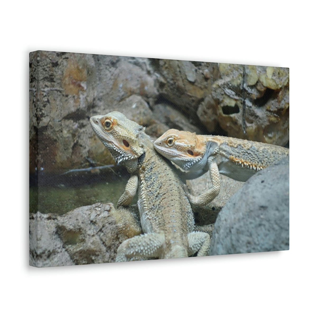 Scripture Walls Water Dragon Couple Water Dragon Couple Print Animal Wall Art Wildlife Canvas Prints Wall Art Ready to Hang Unframed-Express Your Love Gifts