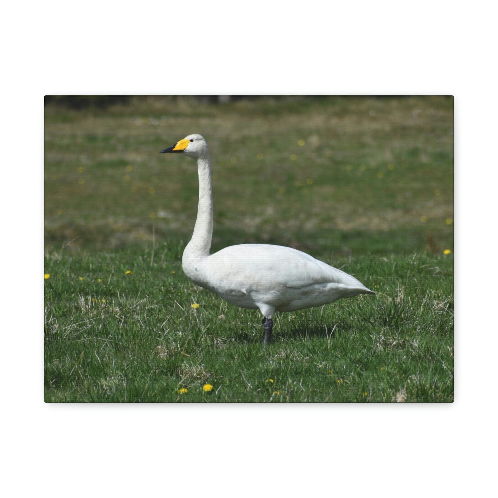 Scripture Walls Whooper Hunting Whooper on Hunt Print Animal Wall Art Wildlife Canvas Prints Wall Art Ready to Hang Unframed-Express Your Love Gifts