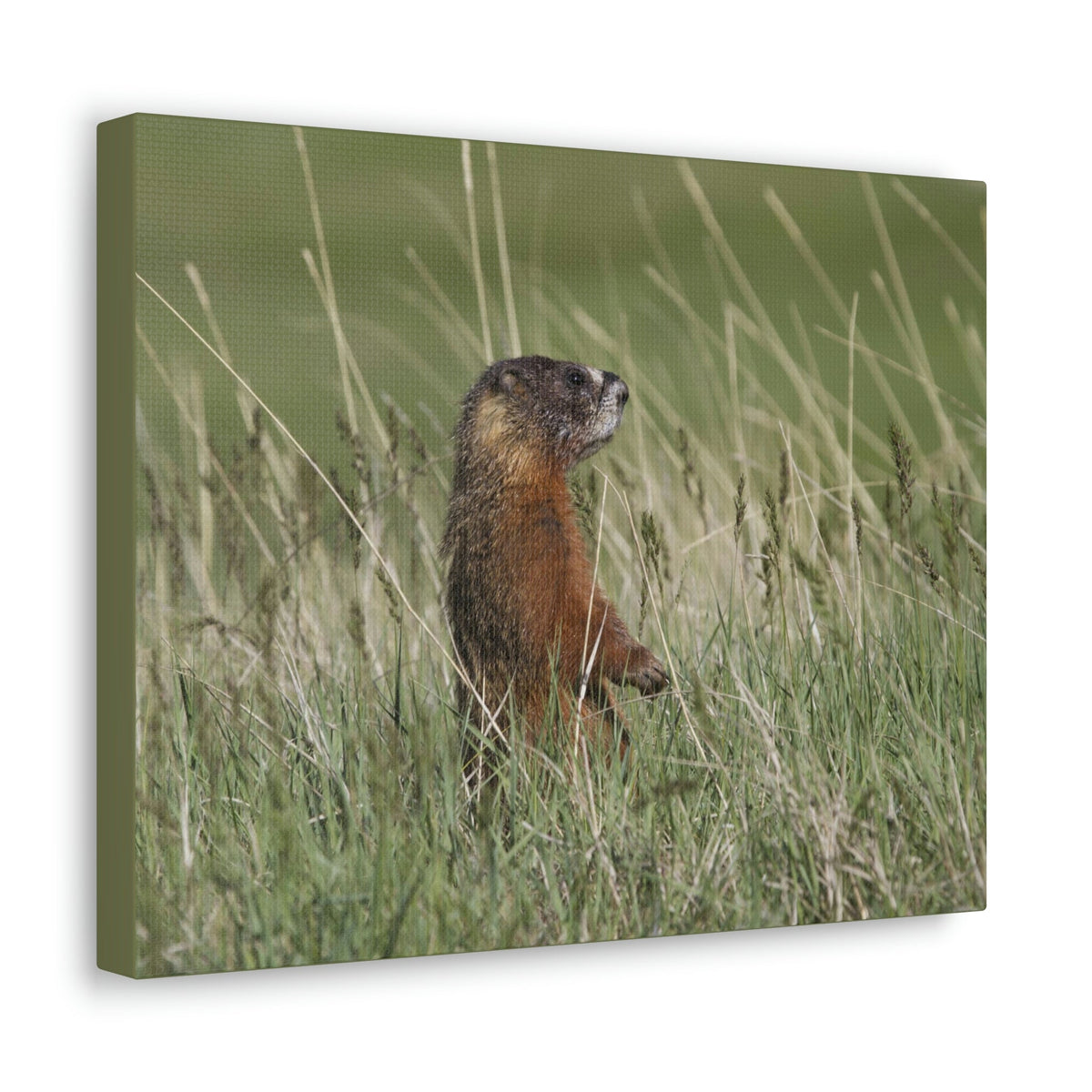 Scripture Walls Yellow Bellied Marmot Hunting Yellow Bellied Marmot on Hunt Print Animal Wall Art Wildlife Canvas Prints Wall Art Ready to Hang Unframed-Express Your Love Gifts