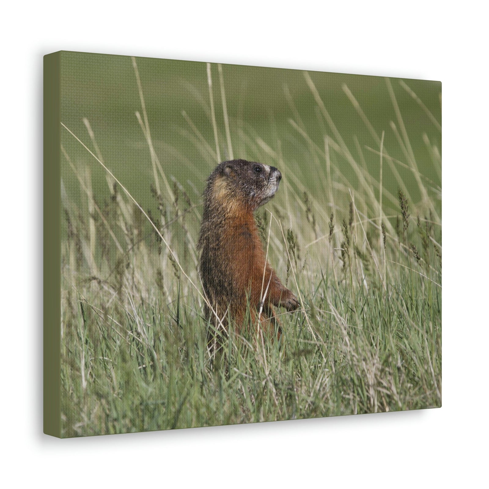 Scripture Walls Yellow Bellied Marmot Hunting Yellow Bellied Marmot on Hunt Print Animal Wall Art Wildlife Canvas Prints Wall Art Ready to Hang Unframed-Express Your Love Gifts
