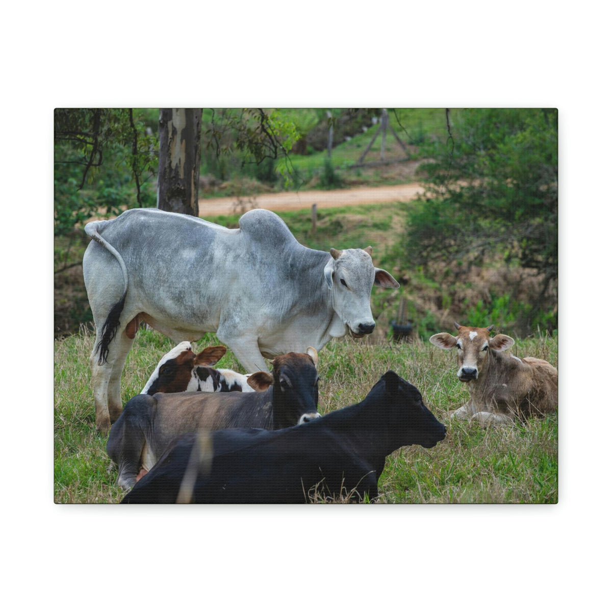 Scripture Walls Zebu Group Zebu Troop Print Animal Wall Art Wildlife Canvas Prints Wall Art Ready to Hang Unframed-Express Your Love Gifts
